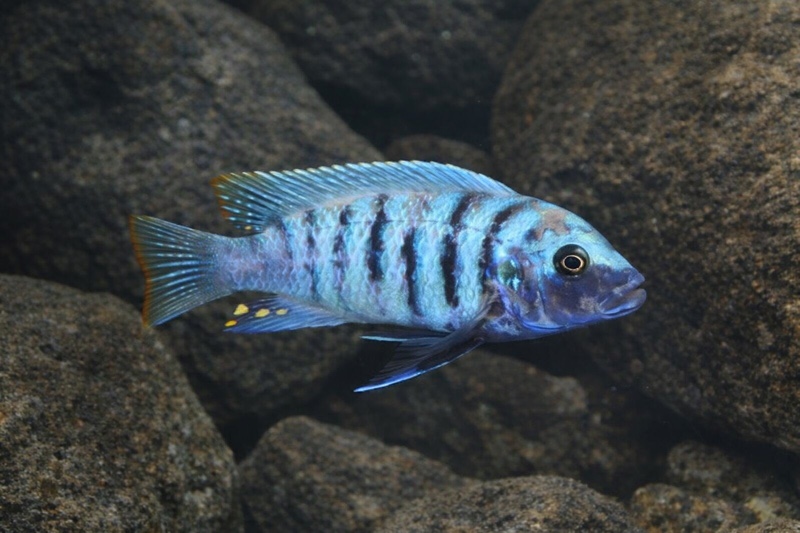 Maylandia zebra 'Chiwi Rocks'